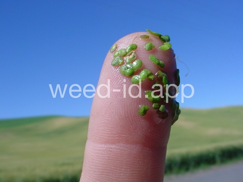 duckweed, common